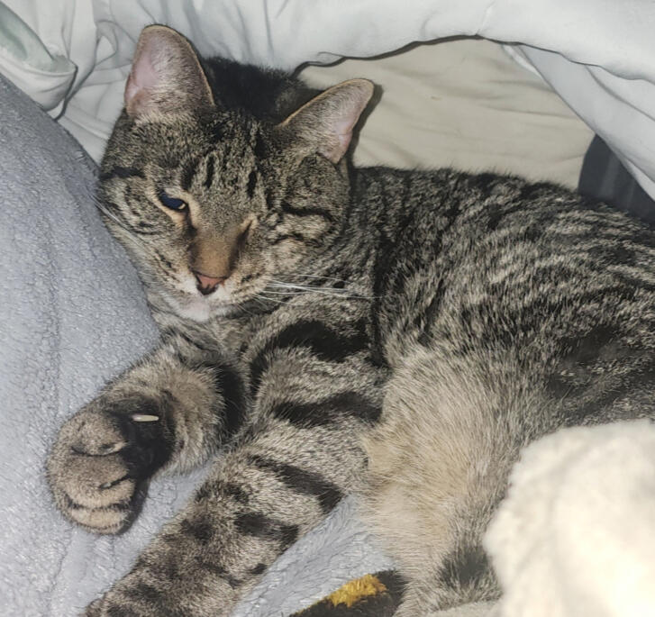 Zuko! (snuggled in bed)
